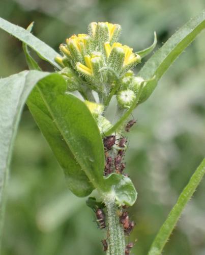 Uroleucon sp.
